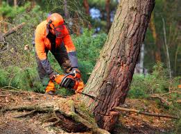 Best Tree Cabling and Bracing  in Stevenson, WA