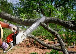 Best Root Management and Removal  in Stevenson, WA