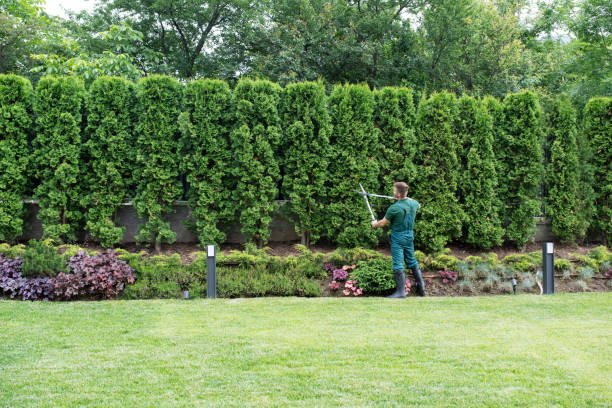 Best Tree Maintenance Programs  in Stevenson, WA